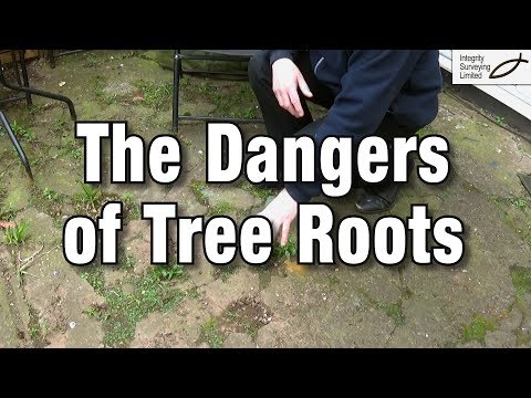 تصویری: آیا ریشه درختان می تواند باعث ایجاد فروچاله شود؟