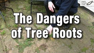 The Dangers of Tree Roots