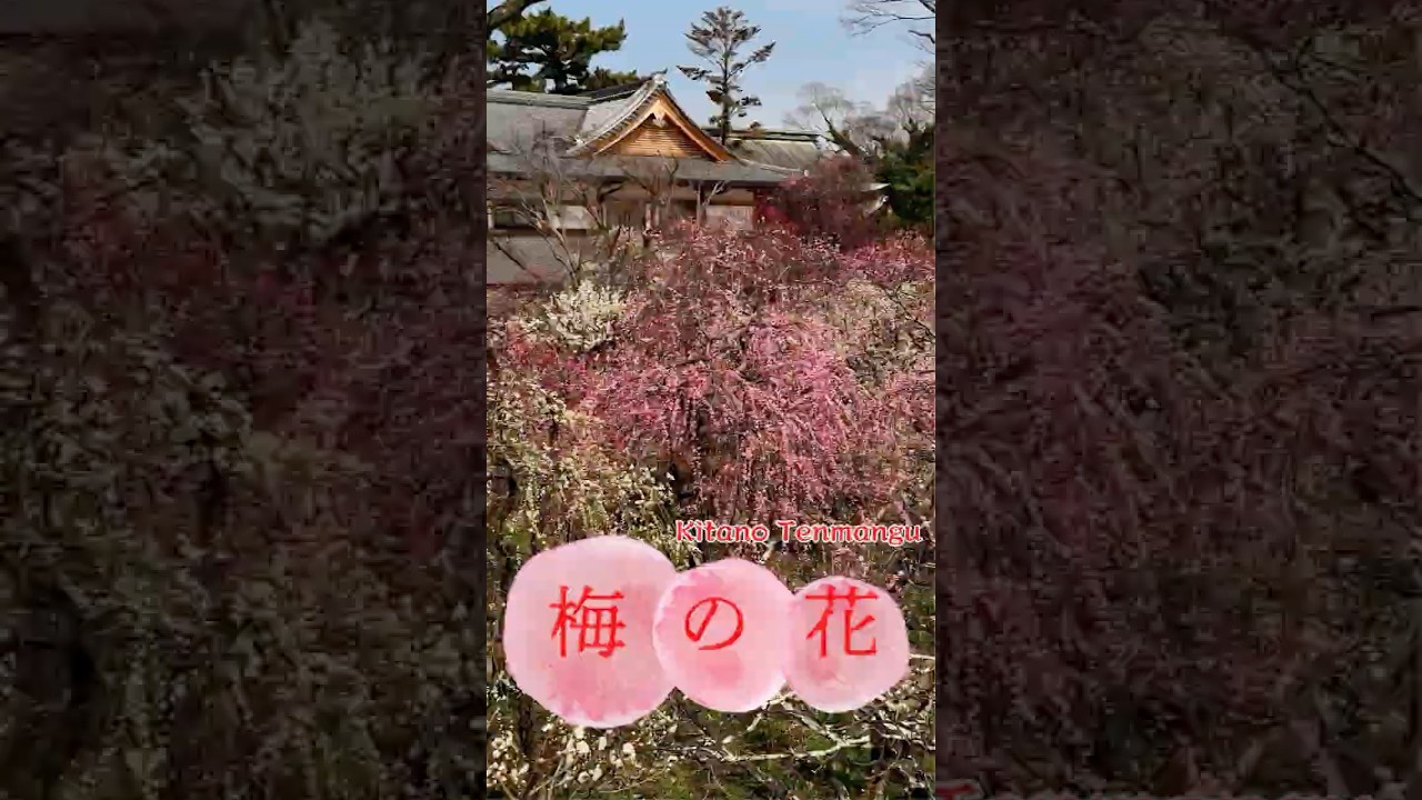 "Plum Blossom Garden" of Kitano Tenman-gu in Kyoto, Japan.  