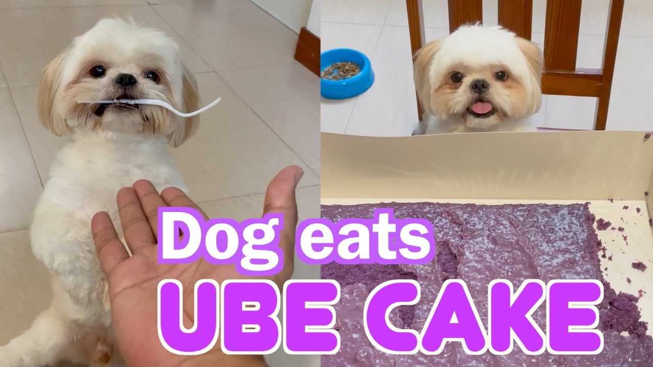 My Shih Tzu Dog Eats Ube Cake For The First Time YouTube