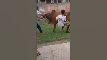 Momen Lucu Saat Hari Raya Idul adha 🤣🤣 #kurban #sapi #ngamuk #lucu