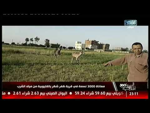 المصرى أفندى 360 معاناة 3000 نسمة فى قرية كفر شكر بالقليوبية من مياه الشرب