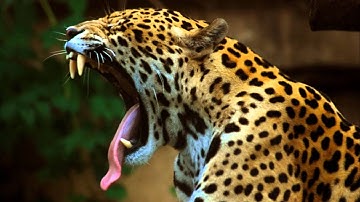 Perplex - Expression