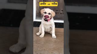 अमीरी vs गरीबी #funny #trending #jokes #comedy #cartoon #shorts #viral #dog #pets#monkey #shortsfeed