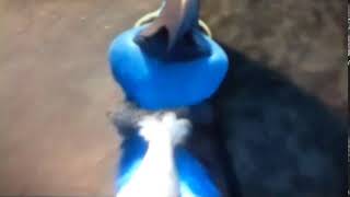 Blu defeats Dark Mayhem