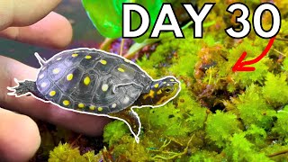 *AMAZING* DIY Spotted Turtle Ecosystem