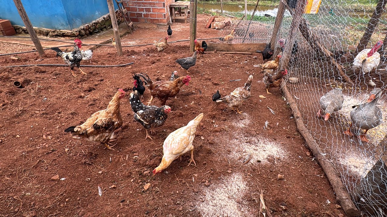 DIA DE CUIDAR DOS BICHOS NA FAZENDINHA DO ZEZÉ! 