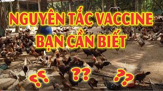 Nguyên tắc làm vaccine bạn cần biết