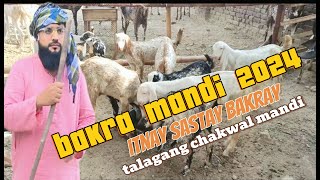 bakra🐐mandi 2024 | kitne kitne Ka Hona Chahiye? | talagang chakwal mandi | turkey dumba | eid qurba