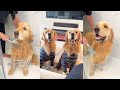 Golden Retrievers Are Not Happy About Bath Time