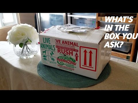ball python morphs market Super Ball Python unboxing