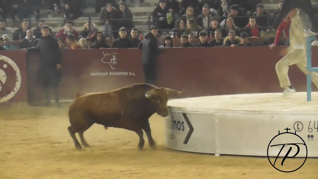 21-2-26 Teruel. Vacas de Macua