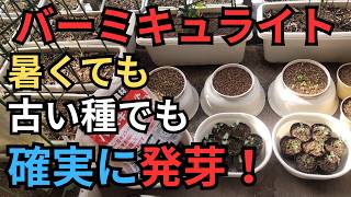 バーミキュライトに　こうして種をまけば　暑くても古い種でも　確実に発芽します