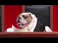 Real Animals, Fake Paws Footage: Last Week Tonight with John Oliver (HBO)