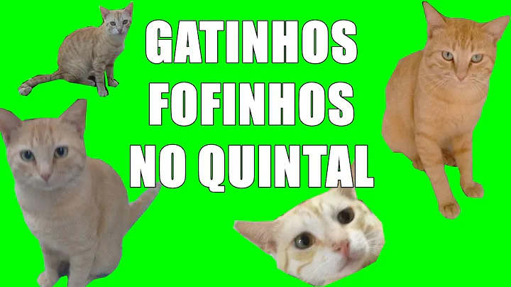 GATINHOS FOFINHOS NO QUINTAL