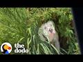 Homeless Pittie Tied To A Bush Plays With Kids For The First Time | The Dodo