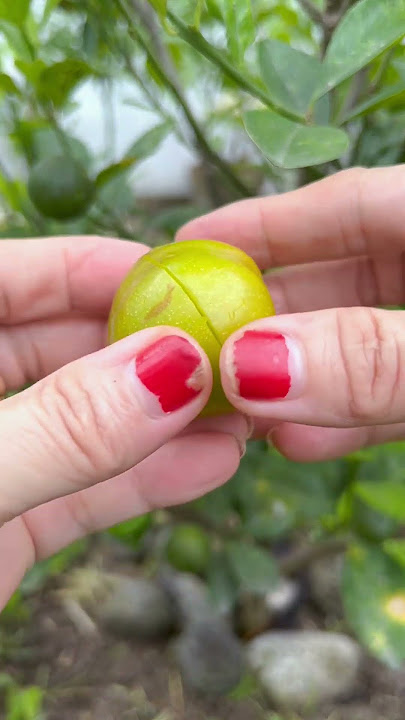 I Love this #tiny #fruit #green #plum #fruit #sweet #shortvideo