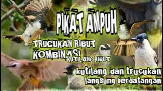 suara pikat burung trucukan ribut kombinasi kutilang ribut ampuh pikat kutilang liar dan trucukan