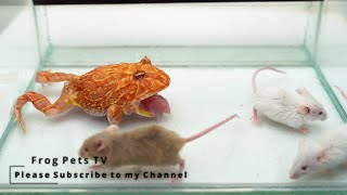 Three Mice for my Pacman Frog | Warning Live Feeding.