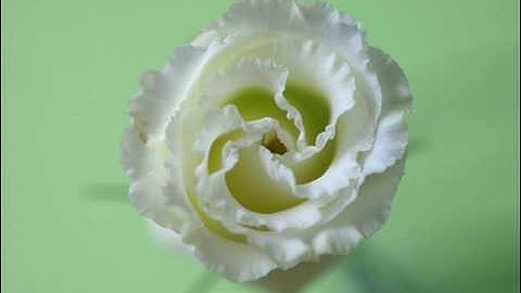 A. Vivaldi: Dresden concerto for violin, strings & b.c. in D minor (RV 240) / Accademia Filarmonici