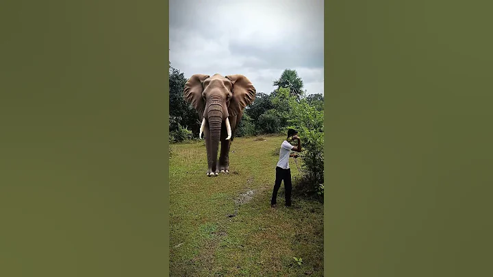 Elephant attack 🐘🐘 #shorts #viral #trending #viralshorts #animal #animalshorts #animalattack  