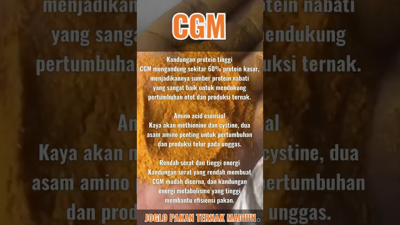 Apa saja Keunggulan nutrisi CGM - corn gluten meal untuk pakan ternak berkualitas