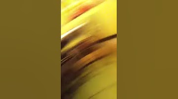 Mouse catch turns to mouse freak out