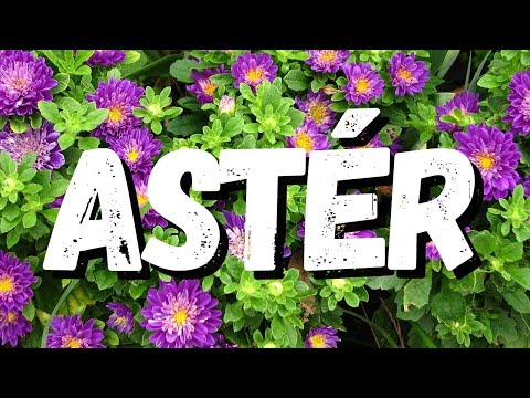 Vídeo: Aster - Propriedades úteis E Usos De Aster, Flores Aster, Cultivo Aster. Áster Alpino, Azul, Branco