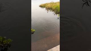 Evening Relaxing At Lake