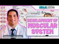 Embryology  development of muscular system
