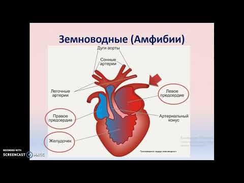 Филогенез кровеносной системы хордовых