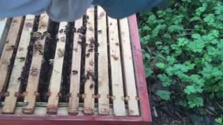 Irish Beekeeper and his Bees