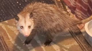 Opossum plays dead!