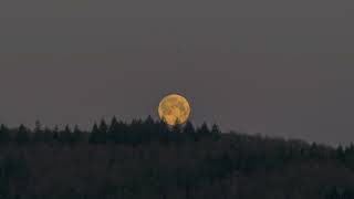 Full Moon Time Lapse near a Forest with Bristling Trees - Beautiful and Eerily Soothing