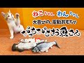 ペット用電動おもちゃ ぴっちぴちお魚さん