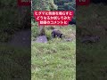 ヒグマに熊鈴を鳴らすとどうなるか試してみた動画のコメントに迷惑と言われてしまった
