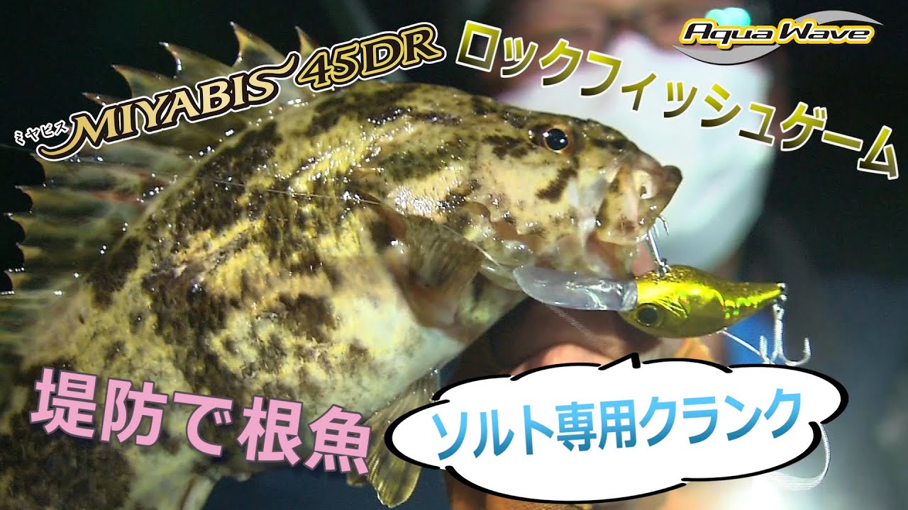 Rockfish game with salt crankbait. Miyabis 45DR tips revealed