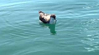 Rako / Buller's shearwater