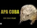 Apa coba: Gw udah muak - Trailer Absurd