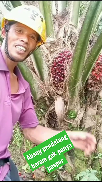 pekerja sawit Malaysia rata rata memiliki paspor #pekerja resmi #tki Malaysia
