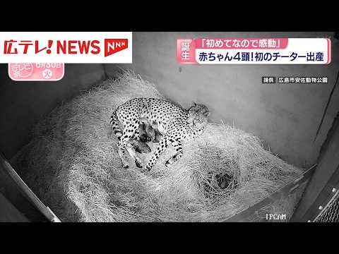 赤ちゃん4頭！初のチーター出産 広島市安佐動物公園 - YouTube