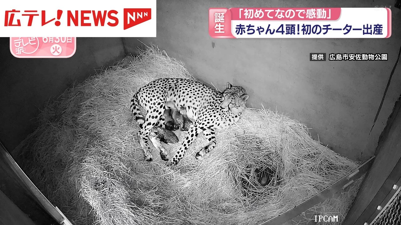 赤ちゃん4頭！初のチーター出産 広島市安佐動物公園 - YouTube