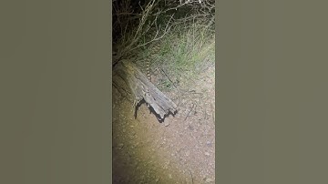 Gopher snake release #arizona #desert #herping #snake #reptiles #lizard #kingsnake #california