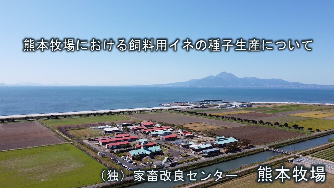熊本牧場における飼料用イネの種子生産　～ボランティア・異型の淘汰編～