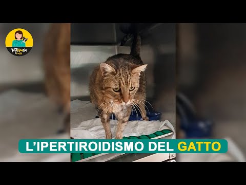 Video: Il mio gatto ha l'ipertiroidismo?