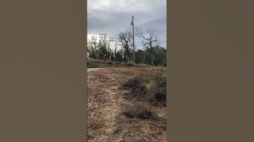 Biggest quail Stella has ever seen! #pointer #birddog #huntingdog #gsp #gundog