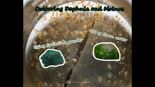 How To Culture Daphnia and Moinas using Green Water/ Spirulina powder
