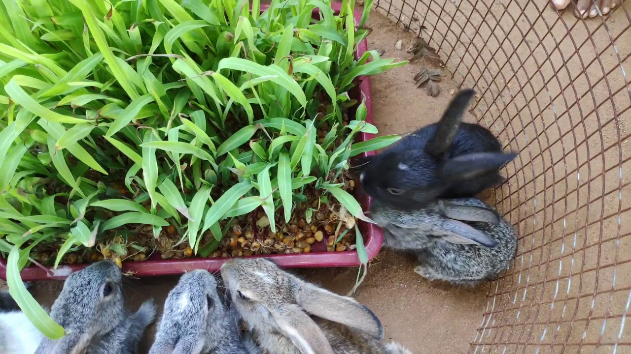 50 Days Hybrid Rabbit Bunnies Sale Pair 450 Rupees #Ks_Rabbits Cell ...