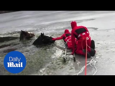 Two horses rescued after falling into frozen lake in Pennsylvania