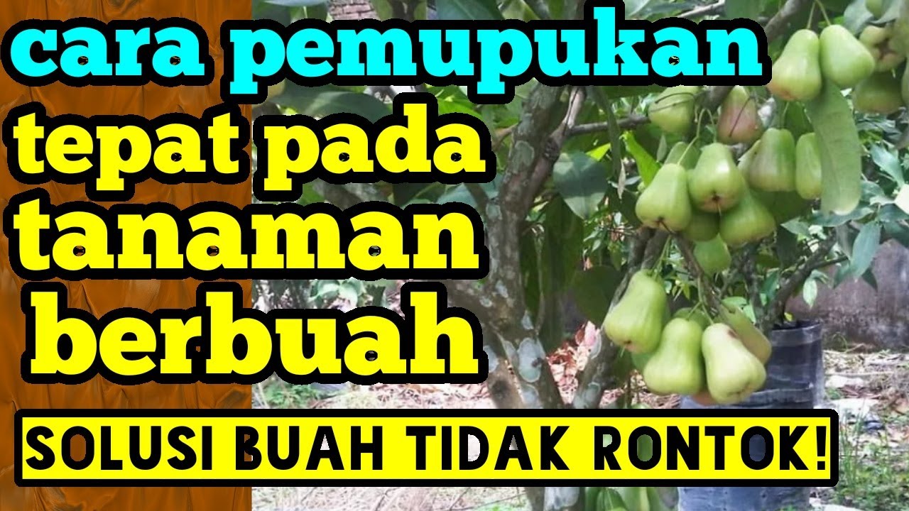 Cara Pemupukan Npk Pada Tanaman Buah Cara Pemupukan Npk Pada Tanaman Buah